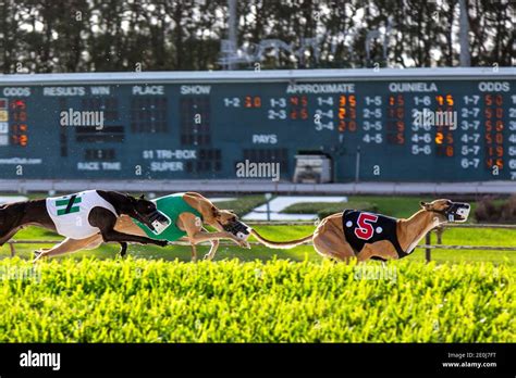 West palm beach greyhound dog track results. Thoroughbred horse racing is an exciting sport that combines speed and strategy with tradition, history and the beauty of horses. There are often multiple races at different tracks across the U.S. every day, but happily, tracking thoroughbr... 