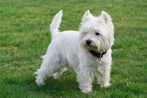 West terrier price. Things To Know About West terrier price. 