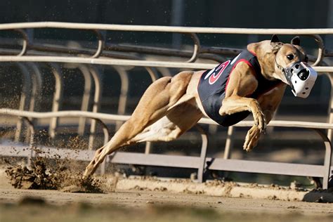 West virginia greyhound racing. 81% of West Virginia voters oppose greyhound racing subsidies. 14% support subsidizing dog racing. 5% are undecided. 81% of voters are more opposed to dog racing after learning that a racing greyhound dies every ten days in West Virginia. 81% of voters are less likely to vote for a legislative candidate that supports dog racing subsidies. 