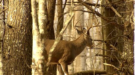 All hunters 15 and older are required to have a valid West Virginia hunting license, which can be purchased at approximately 160 retail agents around the state or online at WVhunt.com. To learn more about turkey hunting regulations, check pages 41–42 in the West Virginia Hunting and Trapping Regulations Summary .