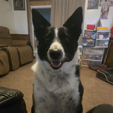 🍆 XxX Westdesperado (Shaley Ham) Onlyfans Leaked