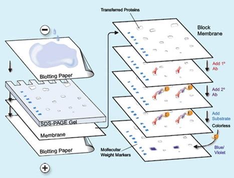 Western Blotting Protocols - MilliporeSigma Life Science