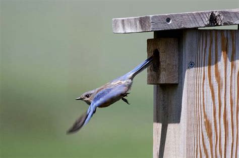 Western Bluebird - San Juan Island National Historical Park (U.S ...