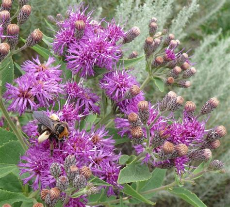 Western Ironweed (Baldwin