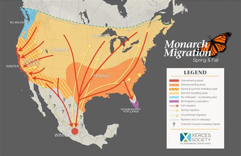 Western Monarch Population Increase: What Does This Mean?