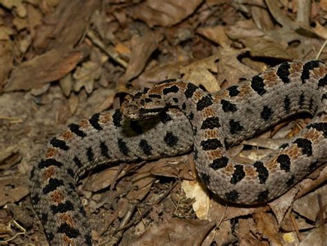 Western Pygmy Rattlesnake Missouri Department of …