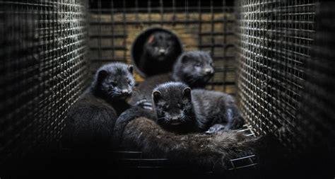 Western Wisconsin fur farm tries to recapture 3,000 mink that activists claim to have released