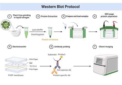 Western blot transfer buffer.  Step-by-step preparation guides.  Find out the role o...