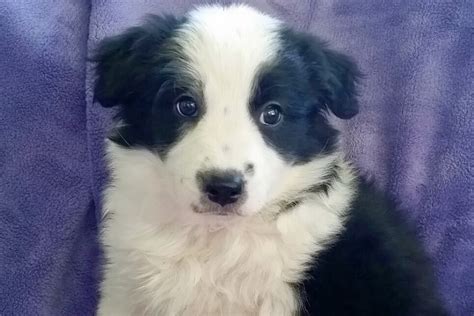Western border collie rescue. Things To Know About Western border collie rescue. 