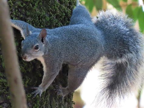 Western gray squirrel.  Learn about the western gray squirrel, its shrinking...