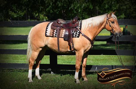 EquineNow listing of horses for sale in vermont. Gorgeous golden palomino with white mane, tail, face strip and ankles. I have owned her since she was a weanling and she is a complete joy to work with…. 