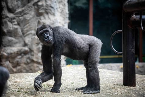 Western lowland gorilla Kayin arrives at Saint Louis Zoo