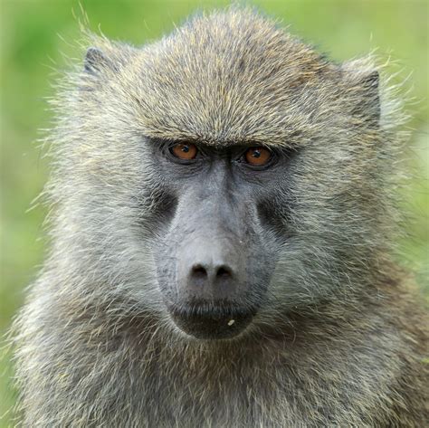 West Africa, from the coast of Senegal to Lake Chad and Cameroon's Sanaga River, is home to 60 primate species and subspecies, 46 of which occur nowhere else. They range from the nocturnal angwantibo, pottos, and galagos, to the mangabeys, baboons, and the drill, to guenons and colobus monkeys.