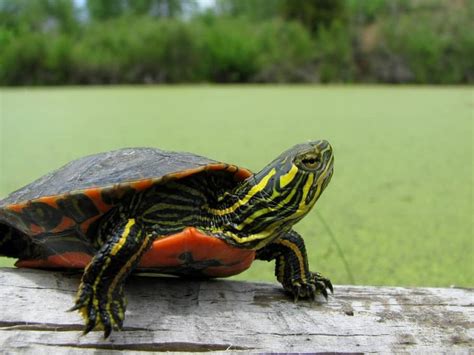 Western painted turtle for sale. The Western Pond Turtle is truly one of America's rarest - and toughest to breed turtles. Many breeders work with this species - few actually hatch eggs. We've been working with this very specialized species for almost two decades - and have yet to figure them out. We hatch only a small handful of Western Pond Turtles each year. 
