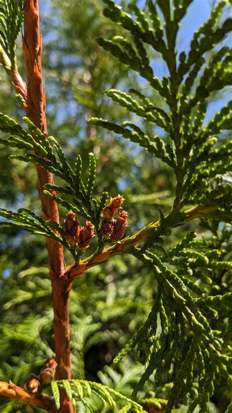 Western red cedar varieties. .  ...