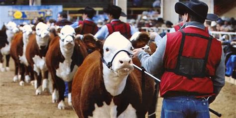 Western stock show. Things To Know About Western stock show. 