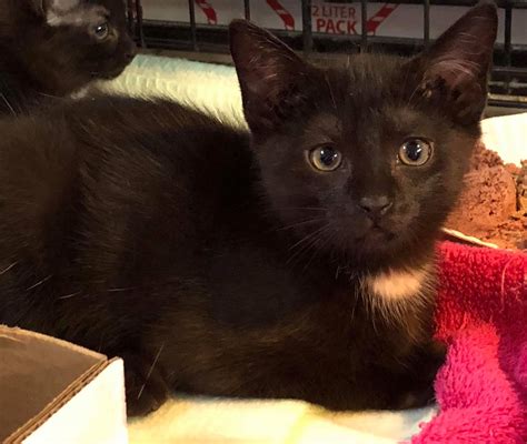 Adult. Male. Meet Thunder, a Domestic Short Hair Cat for adoption, at Westfield Homeless Cat Project in Westfield, MA on Petfinder. Learn more about Thunder today.. 