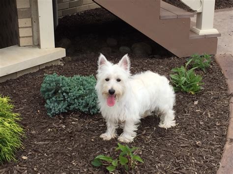 Westie Heather. “The day we adopted our little Heather was the happiest day of our lives. Westie ReHoming got it exactly right when they chose her for us, she fitted in straight away. We love our little girl so much and can’t imagine life without her”. Ray, Janice & …. 