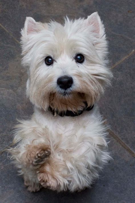 “It was a long process from the time I first applied to Westie Rehoming to getting my beautiful Hattie. But that’s what is special about this particular rescue organisation. The dogs are the most important thing, which is how it should be , and Jacqui takes time and trouble to ensure her dogs find the right home to suit them.. 
