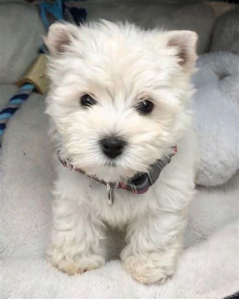 Westie puppies for sale florida. Things To Know About Westie puppies for sale florida. 