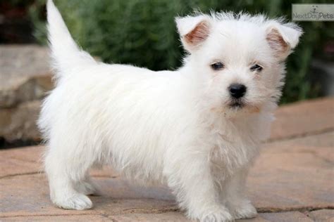 Westie puppies for sale near me. Near Pennsylvania. Energetic and personable, West Highland Terriers — better known as Westies to adoring fans — are incredibly friendly and relatively easy to train thanks to their high intelligence and hunting dog pedigree. Our dogs are bred for health, temperament, and intelligence. We strive to produce the best overall pets and family ... 