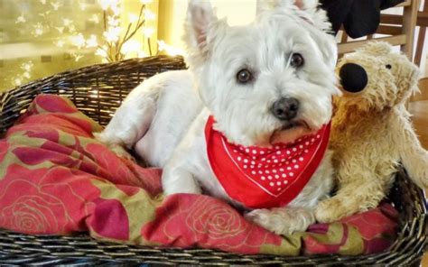 Sunshine State Westie Rescue. 7,561 likes · 78 talking about this. Sunshine State Westie Rescue (SSWR) is made up of volunteers from all over FL. 