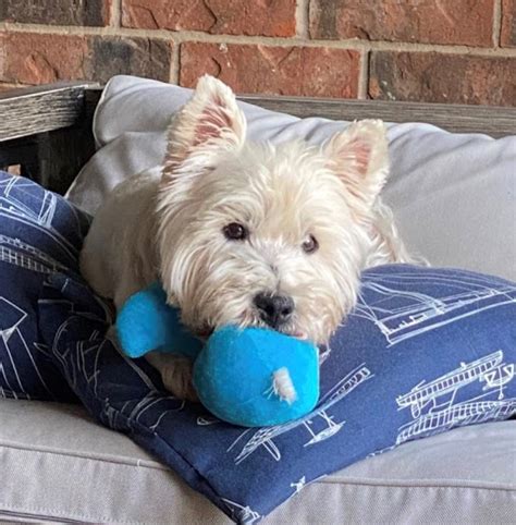 "Click here to view Westie Dogs in Alabama for adoption. Individuals & rescue groups can post animals free." - ♥ RESCUE ME! ♥ ۬. 