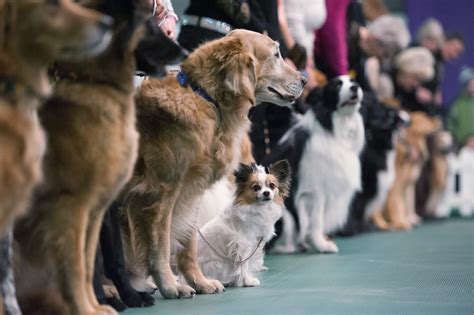 Westminster dog show. Jun 12, 2021 · John Minchillo/AP. The 145th annual Westminster Kennel Club Dog Show is this weekend, and there's a lot to yap about. For the first time, because of the pandemic, the show has moved 28 miles from ... 