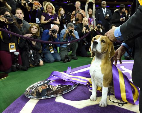 Westminster dog show dogs. The Westminster Kennel Club Dog Show will name its winner on Tuesday. Read on for more about where to watch it, how the dogs are judged and which dogs are in the running for … 