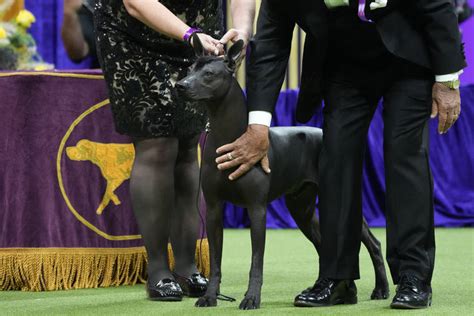 Westminster finals arrive: What dog will claim best in show?