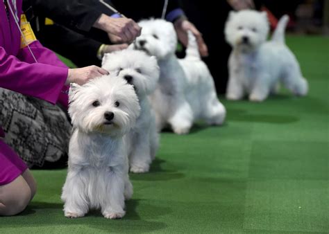 Westminster kennel. A Pekingese named Wasabi won Best in Show at the 145th Annual Westminster Kennel Club Dog Show on Sunday.. The reserve slot, or runner-up, was given to Bourbon the whippet.. The Westminster Dog ... 