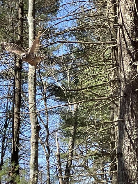 Weston owl. .  <a href=https://testnnnn.on-forge.com/assets/images/8rz09cu/index.php...