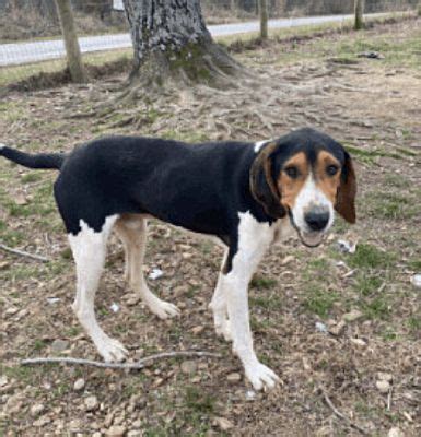 Westwood, NJ - Hound (Unknown Type)/Beagle. Meet Odin (very …