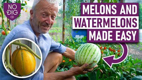 Wet Mellons Nudes