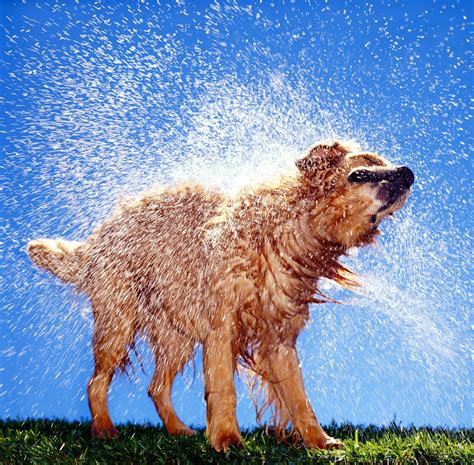 Wet dogs. Mixing 3 oz Cans of Wet Dog Food With Dry Dog Food. If mixing with dry food, remember that one 3 oz can replaces about ¼ cup of dry dog food. Feeding 10 oz Tubs of Wet Dog Food. Give your dog one 10 oz container per 10½ - 12½ pounds of body weight daily, divided into two or more meals. Adjust this amount as needed to help … 