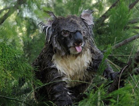 Wet koalas. RF 2AT6XNF – Wet koala bear in a tree after heavy rain in South Australia. RM BXER06 – A very wet Koala sleeps in the rain. RF MC89BB – Koala in the rain. RM D46PJH – Koala climbing eucalyptus tree to feed and … 