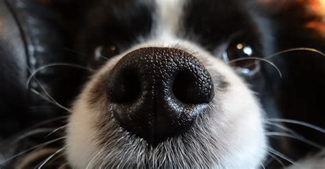 Wet nose. Things To Know About Wet nose. 
