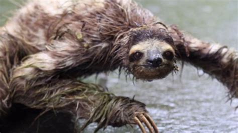 Wet sloth. Things To Know About Wet sloth. 