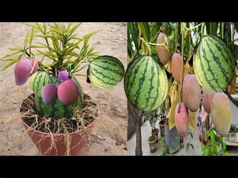 Wetermellon Onlyfans Leak