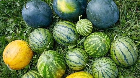 Wetermelons Onlyfans Leak