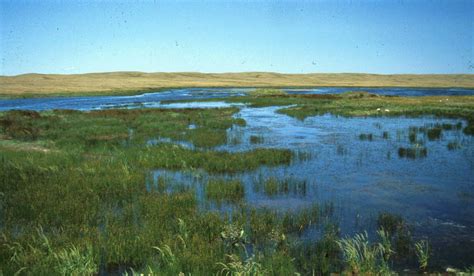 Wetland Policy in Canada: A Research Agenda for Policy Reform