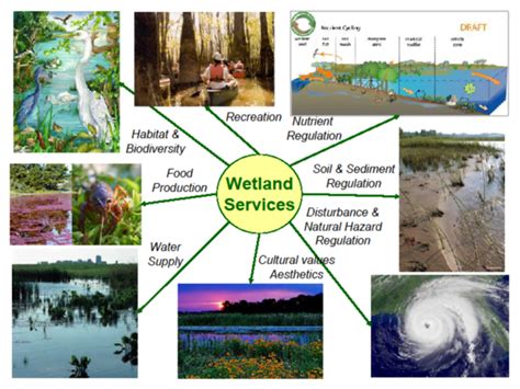 Wetland ecosystem services