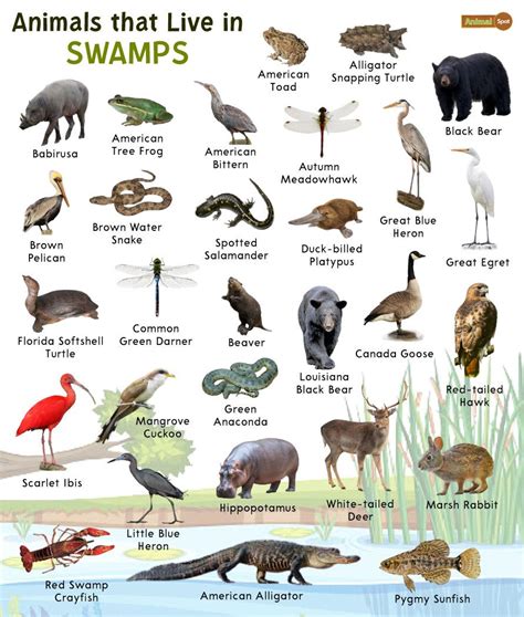 Wetlands Animals And Plants
