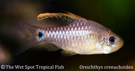 The Wet Spot Tropical Fish® 4310 NE Hancoc