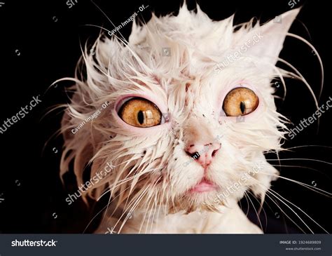 Wett Kitty Onlyfans Leak