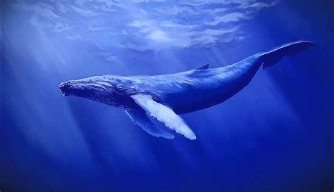 Whale Activity Following the Unlock: Tracking the Movements