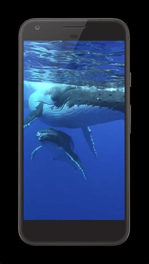 Whale Photo APK Download for Android 