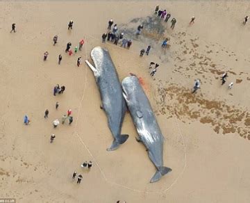 Whale Slaughter Sees 500,000 Americans Demand End to …