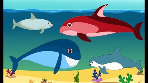 Whale Song for Kids Learn Sea Animals - YouTube