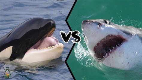 Whale Vs. Shark: Who Is the Top Predator? - Harbor Breeze